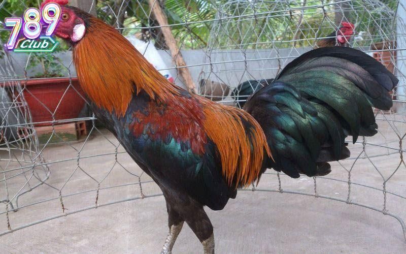 Đá Gà 789club 4 Vẻ ngoài dũng mãnh của giống gà chọi Mỹ