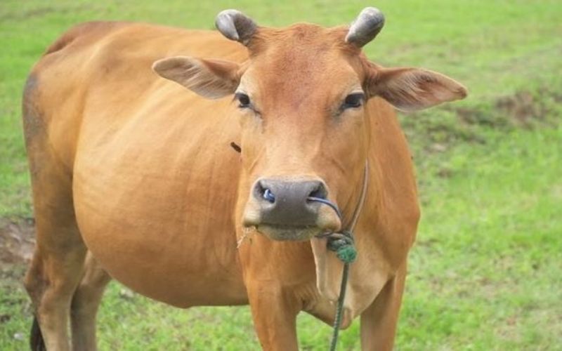 Con Bò Số Mấy? Mơ Thấy Con Bò Đánh Con Gì Trúng Đặc Biệt? 2 Lý giải ý nghĩa các giấc mơ thấy bò khác