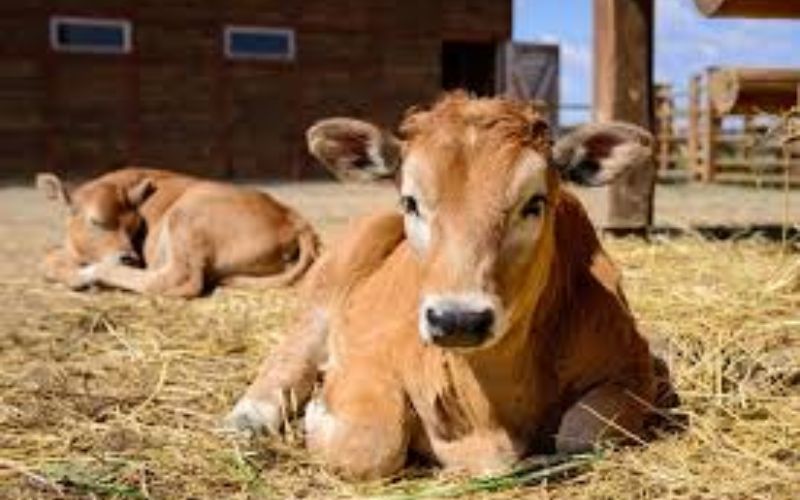 Con Bò Số Mấy? Mơ Thấy Con Bò Đánh Con Gì Trúng Đặc Biệt? 1 Giải mã các giấc mơ thấy bò phổ biến