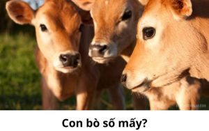 con bo so may thumbnail