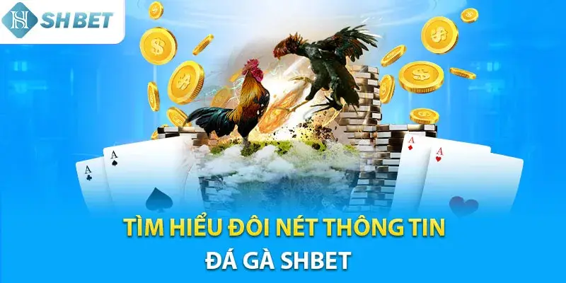 Giới thiệu tổng quan về đấu trường đá gà SHBET800