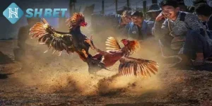 Đá Gà SHBET800 | Đấu Trường Của Những Chiến Binh Bất Bại